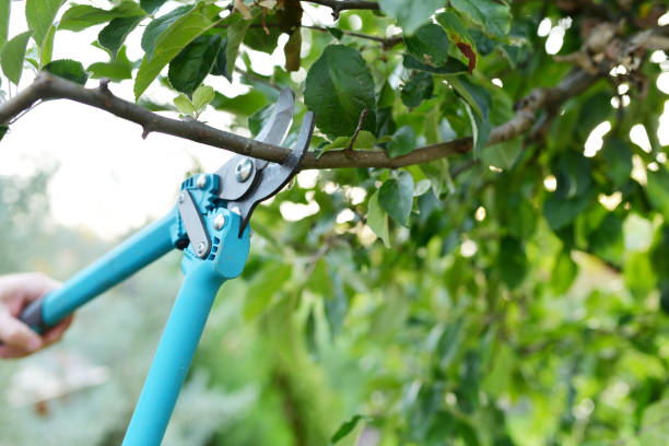 Professional Tree Service in Agency Village, SD